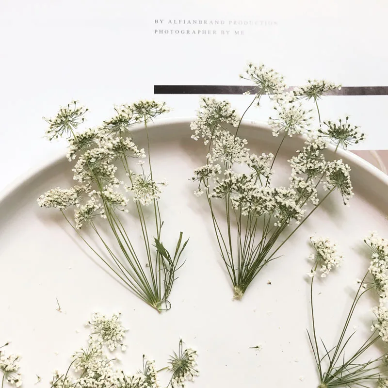 5-7cm/12pcs,Snow Tiny Flowers  - Craft Embellishments บทวิจารณ์และราคา