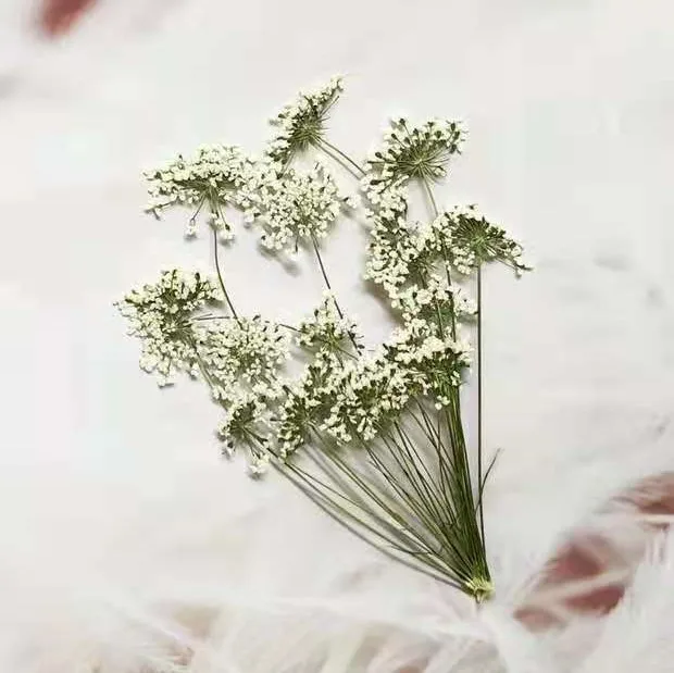 5-7cm/12pcs,Snow Tiny Flowers  - Craft Embellishments บทวิจารณ์และราคา