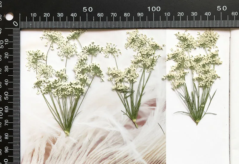 5-7cm/12pcs,Snow Tiny Flowers  - Craft Embellishments บทวิจารณ์และราคา