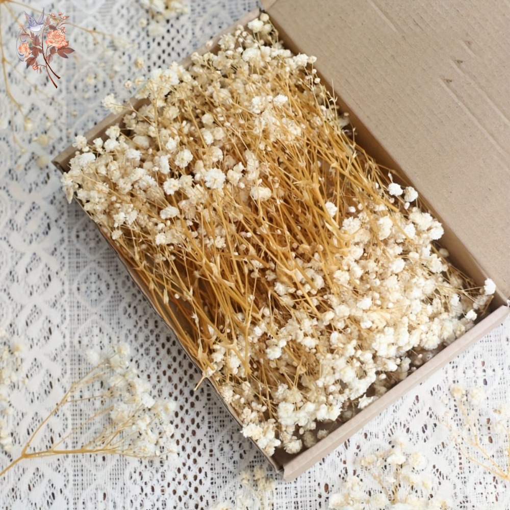 100pcs Mini Dried Baby's Breat - Craft Embellishments บทวิจารณ์และราคา